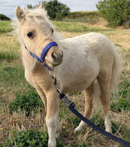 Mini shetland Etalon 