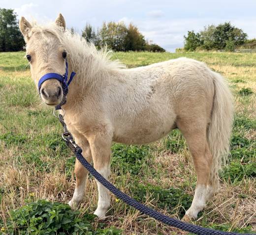 Mini shetland Etalon 