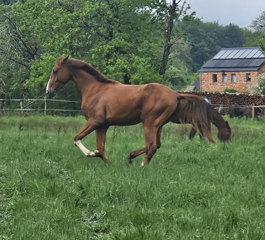 Superbe poulain Bwp