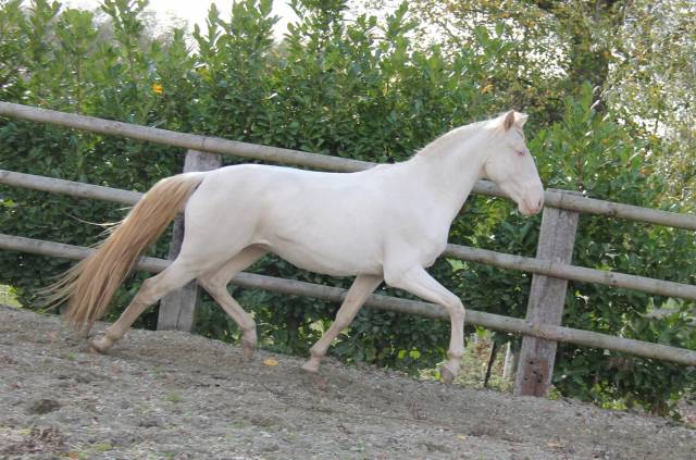 Lusitanien , lusitano a vendre 5 ans