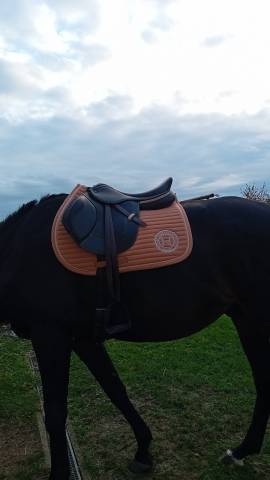 Selle IKONIC Light horse Ball 