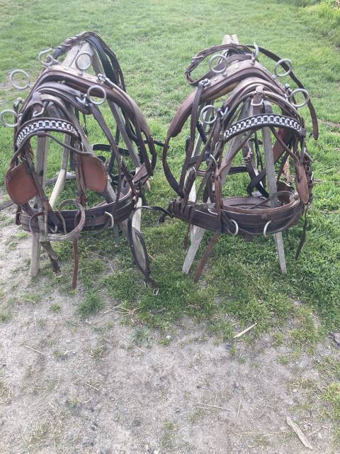 harnais en paire poneys