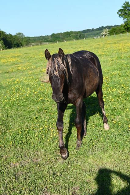 Hongre noir silver de 2 ans