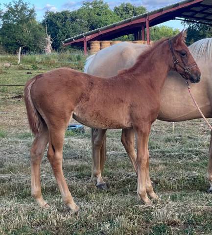 Pouliche SF 2026 Papillon de l odyssee x ernest 
