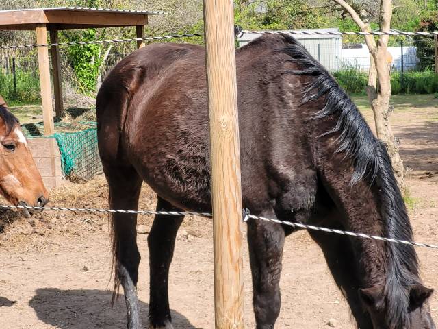 Cheval &agrave; donner ( 200&euro; pour la validation)