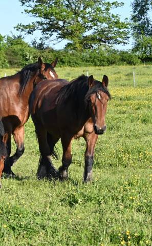 Pouliche trait belge de 2 ans