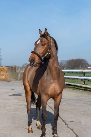 Jeune cheval de 4 ans