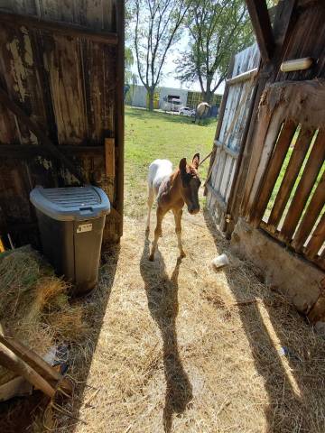 Poulain appaloosa