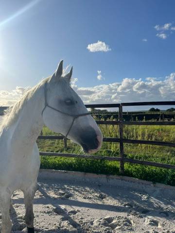 Tr&egrave;s chouette cheval de loisirs