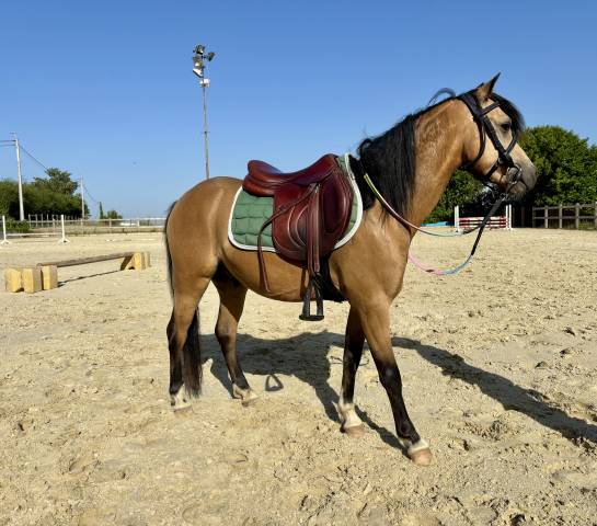 Poney B - Welsh 