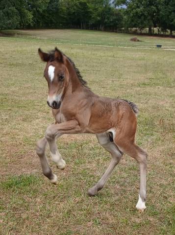 Peanuts de Puisaye -m&acirc;le Welsh Cob 1 an