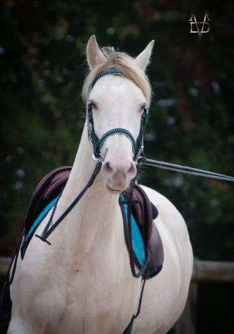 Jument Pure Race Espagnole isabelle perle gestante