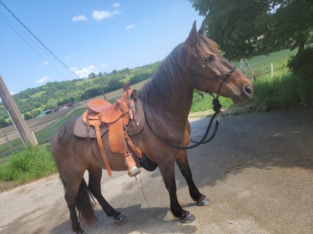 Selle western de randonn&eacute;e 