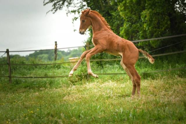 Foal femelle - Spingbank II Vh x Don Juan de hus 