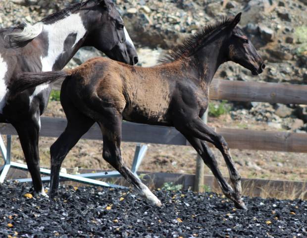 Poulain paint horse PP