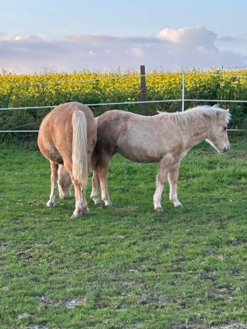 &Agrave; vendre poulain d&rsquo;un an 