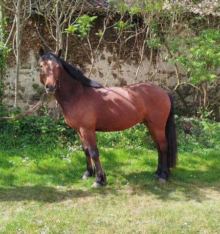 PONEY HONGRE CONNEMARA 4 ANS