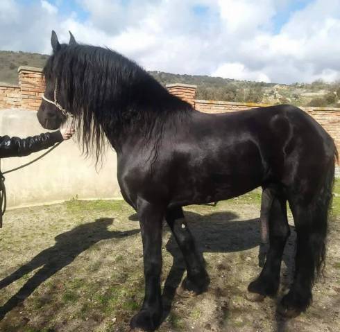 &Agrave; vendre &ndash; Magnifique &eacute;talon Frison de 17 ans