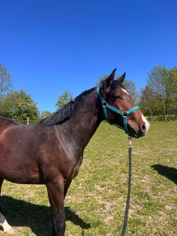 Poulain de 2 ans &agrave; vendre 