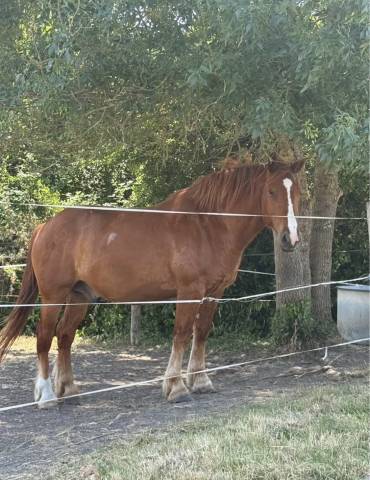 &Agrave; VENDRE &ndash; Cheval crois&eacute; Breton x Selle Fran&ccedil;ais