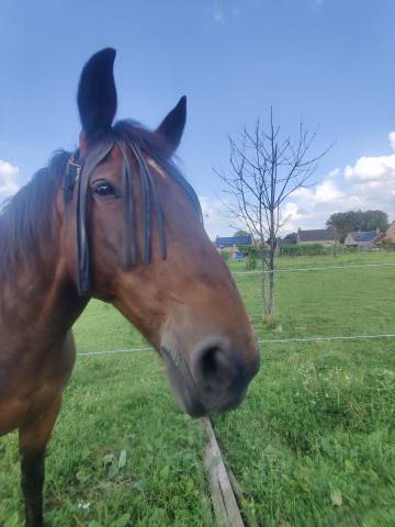 Hongre trotteur fran&ccedil;ais de 12 ans (Loisir/randonn&eacute;e)