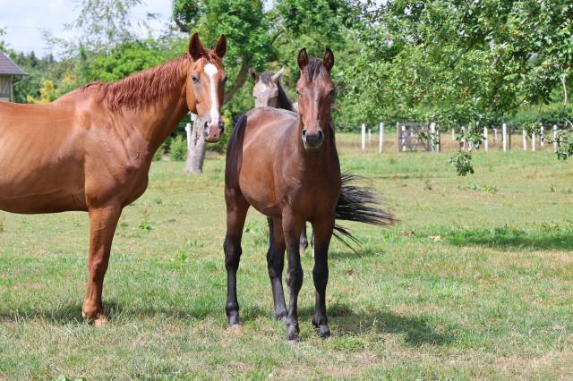 Magnifique m&acirc;le de 2 ans &ndash; Origines sport