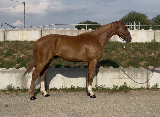 Hongre SF 3 ans mont&eacute; 
