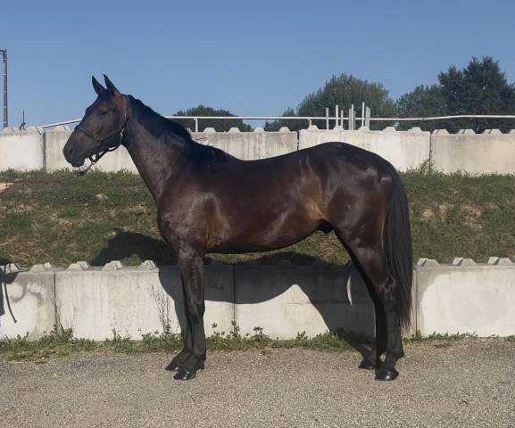 Hongre zangersheide 3 ans mont&eacute; 