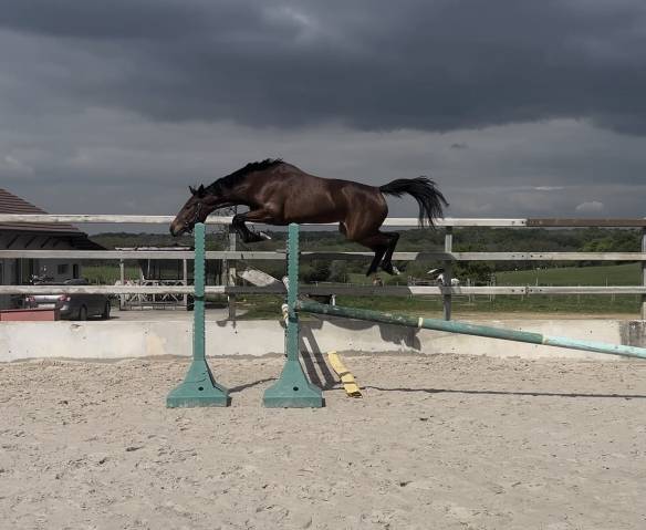 Jument SF 3 ans mont&eacute; 