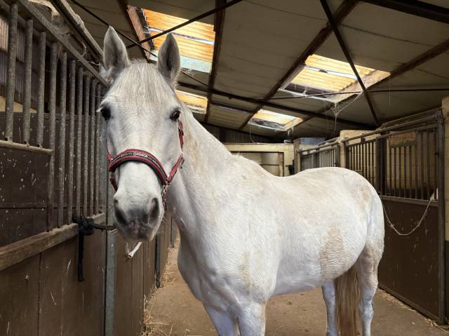 Cheval &agrave; vendre 