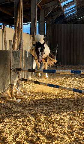 Chevaux et poneys 