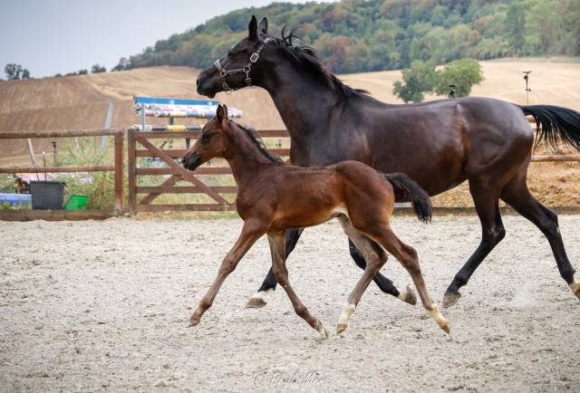 Pouliche Zangersheide avec beaucoup de chic 