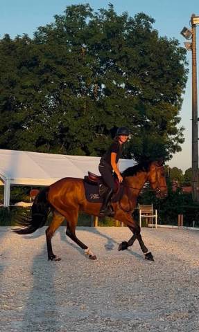 Hidalgo chouette hongre de 4 ans