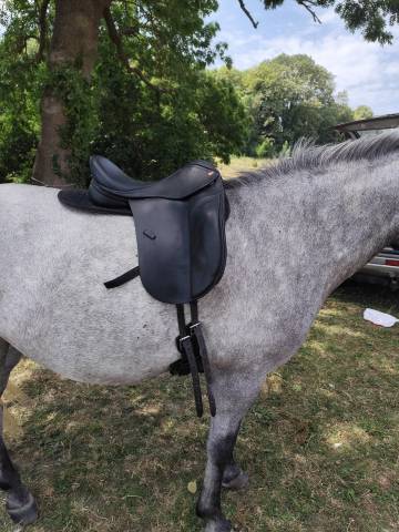 Selle Kent and Master Low Wither Dressage 17 