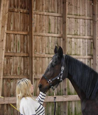 Jument trotteuse de 16 ans 