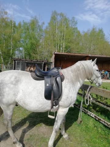 Selle de dressage