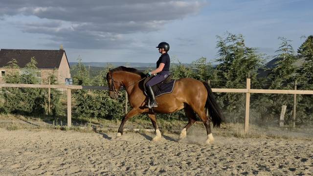 Franche-montagne 6 ans
