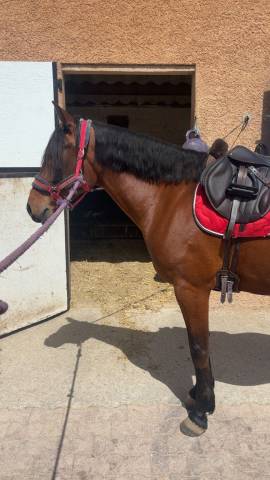 Selle Boekelo forestier 
