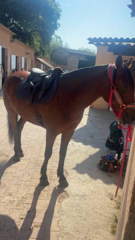 Selle Boekelo forestier 