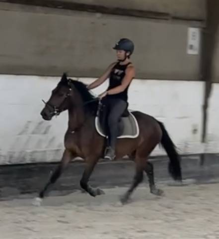 Poney New Forest de 3 ans 
