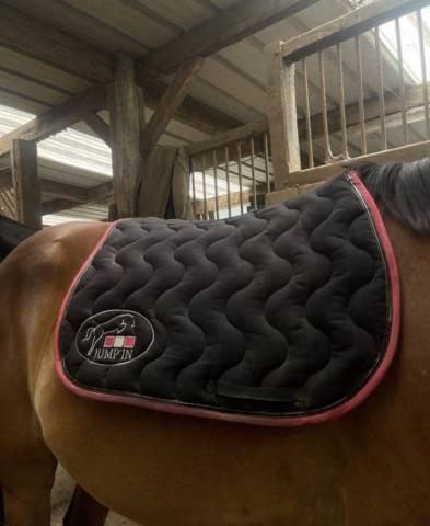 Lots 3tapis + un licol prix abordable urgent 