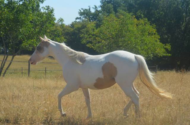 Jeune Paint horse pp
