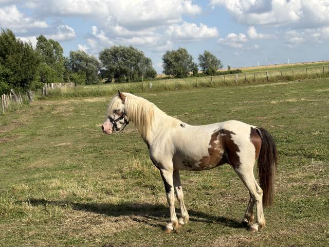 Cheval miniature am&eacute;ricain 