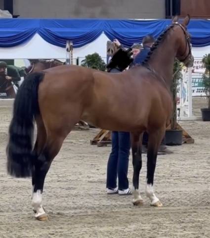 Poulain et pouliche PFS Par Double Pleasure 