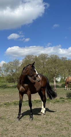 Poulain m&acirc;le 2 ans 