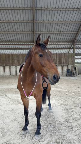 A VENDRE ~ Nugget Chavanais 