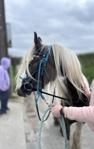 Poney irish cob