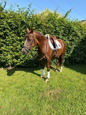 Allrounder pony 1m46 - Esperanza 