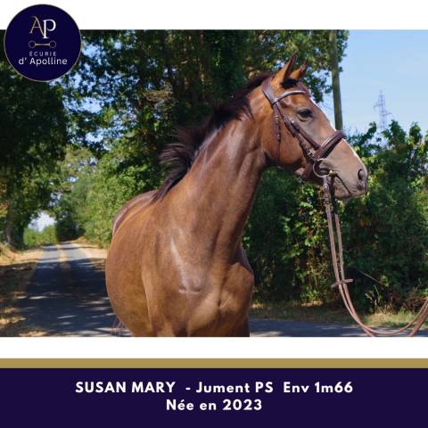 Magnifique jeune jument env 1m66