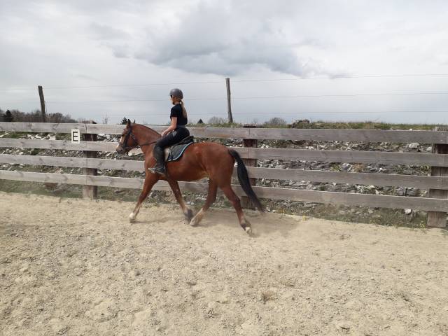 cheval franche montagne